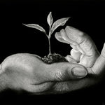 Creation