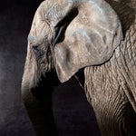 Elphas