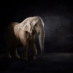 Elphas Africana
