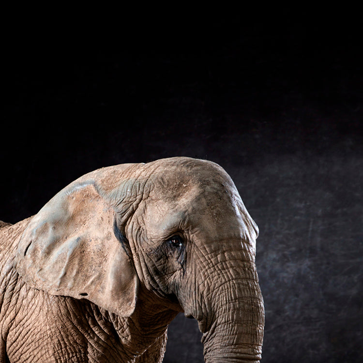 Elphas Africana