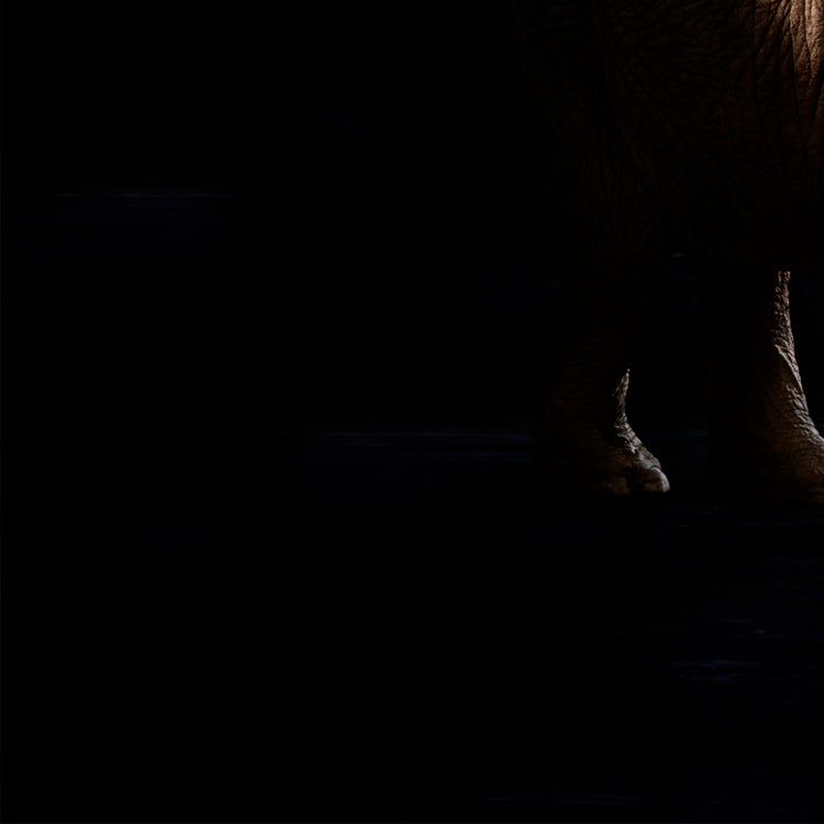 Elphas Africana