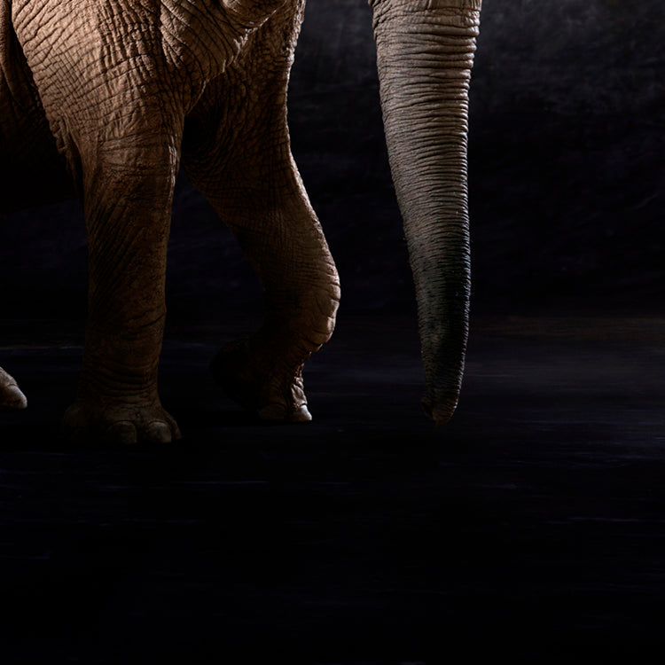 Elphas Africana