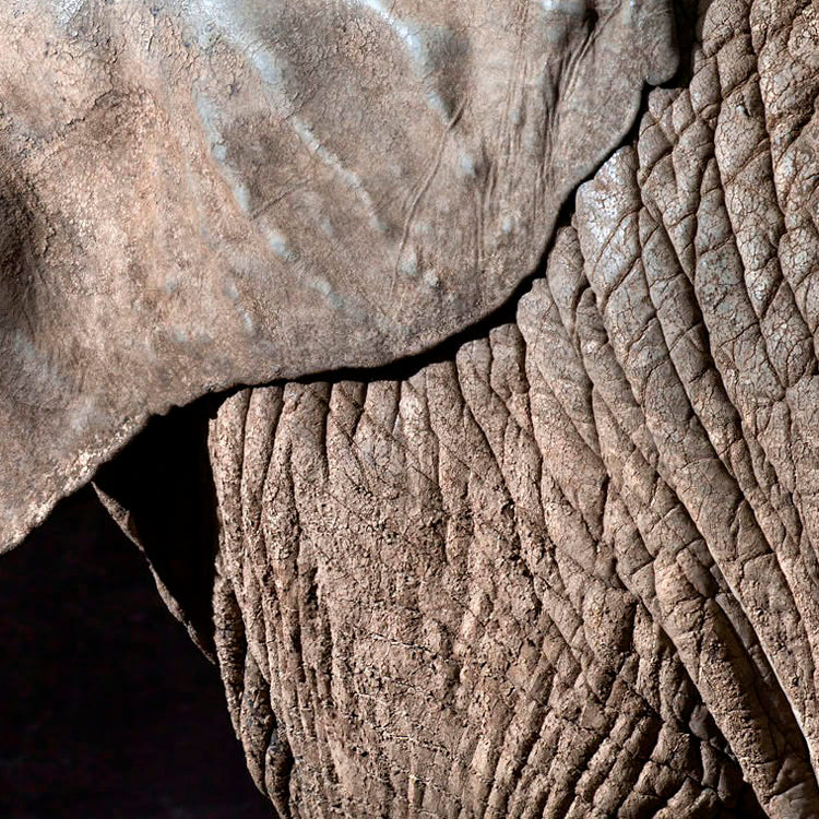 Elphas