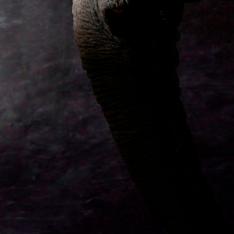 Elphas