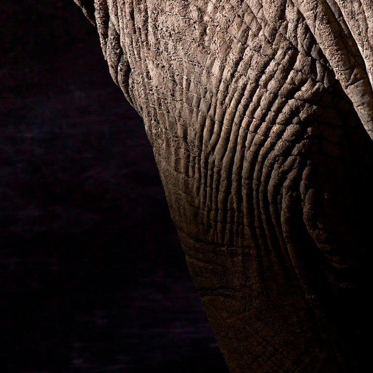 Elphas