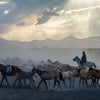 Yilki Horses of Kayseri and Their Herders - Eternal Dance