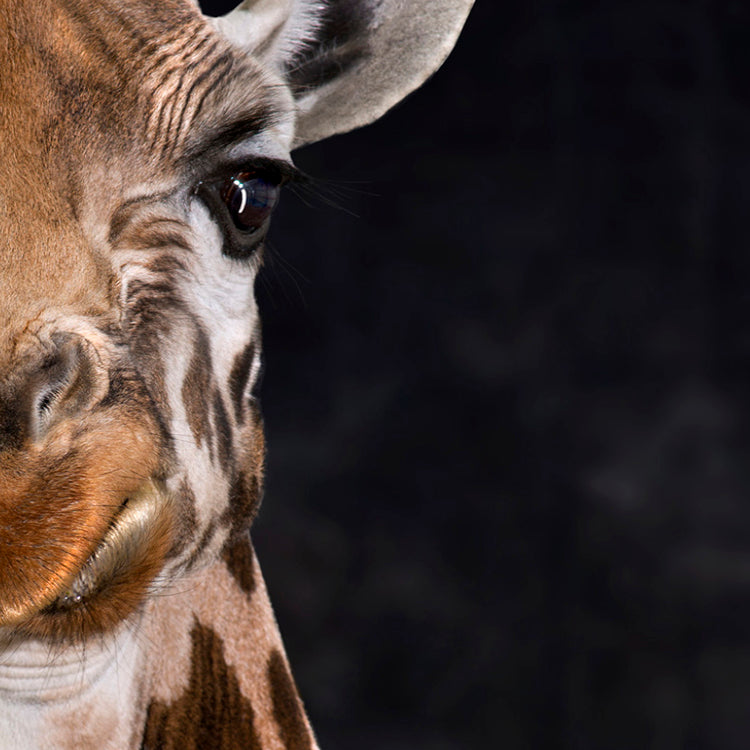 Harvey The Giraffe