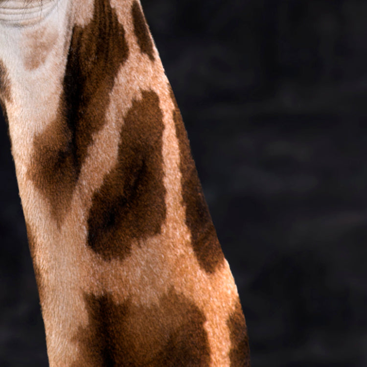 Harvey The Giraffe