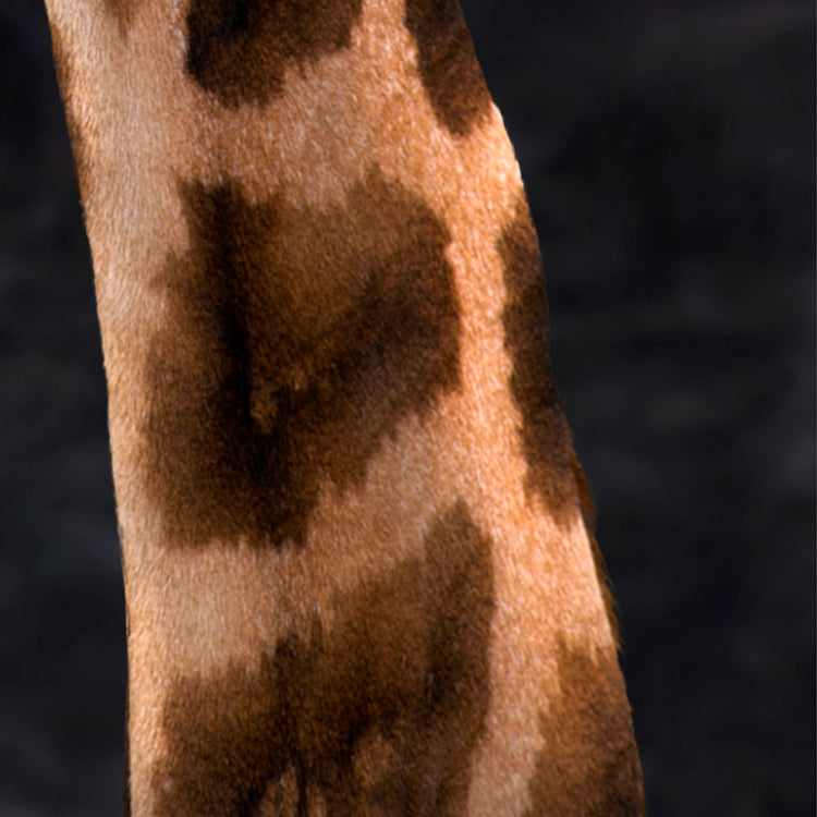 Harvey The Giraffe