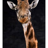 Harvey The Giraffe