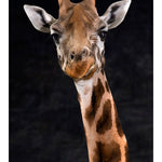 Harvey The Giraffe
