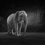 Matriarch