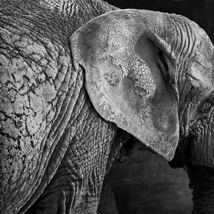 Matriarch I
