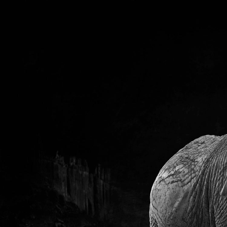 Matriarch