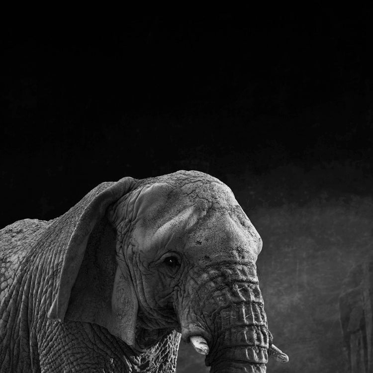 Matriarch
