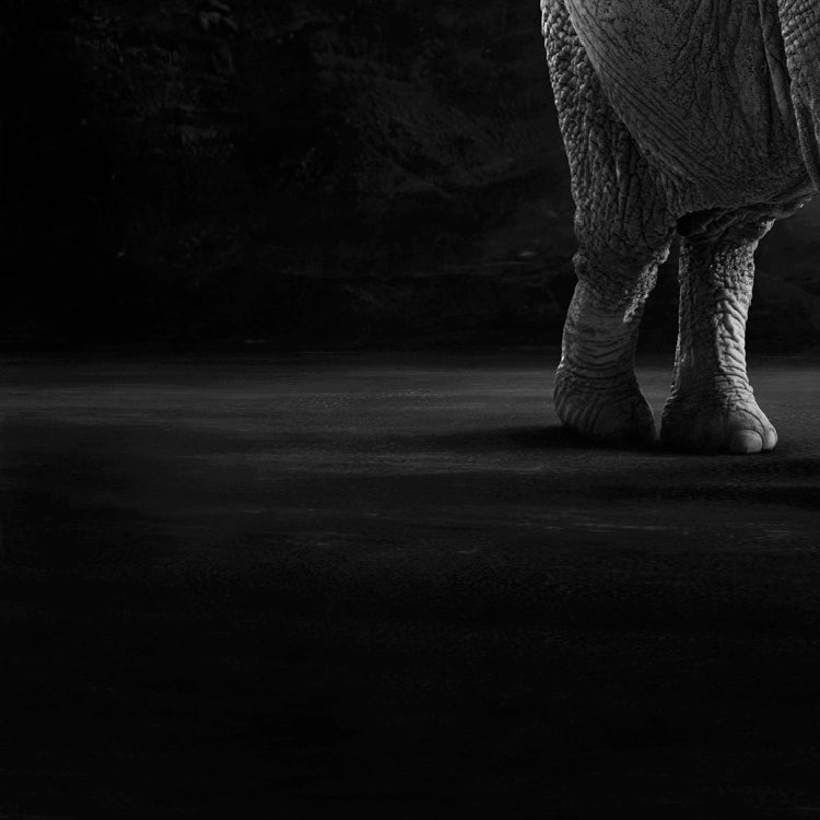Matriarch