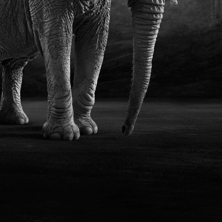 Matriarch