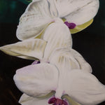 Orchid Parade