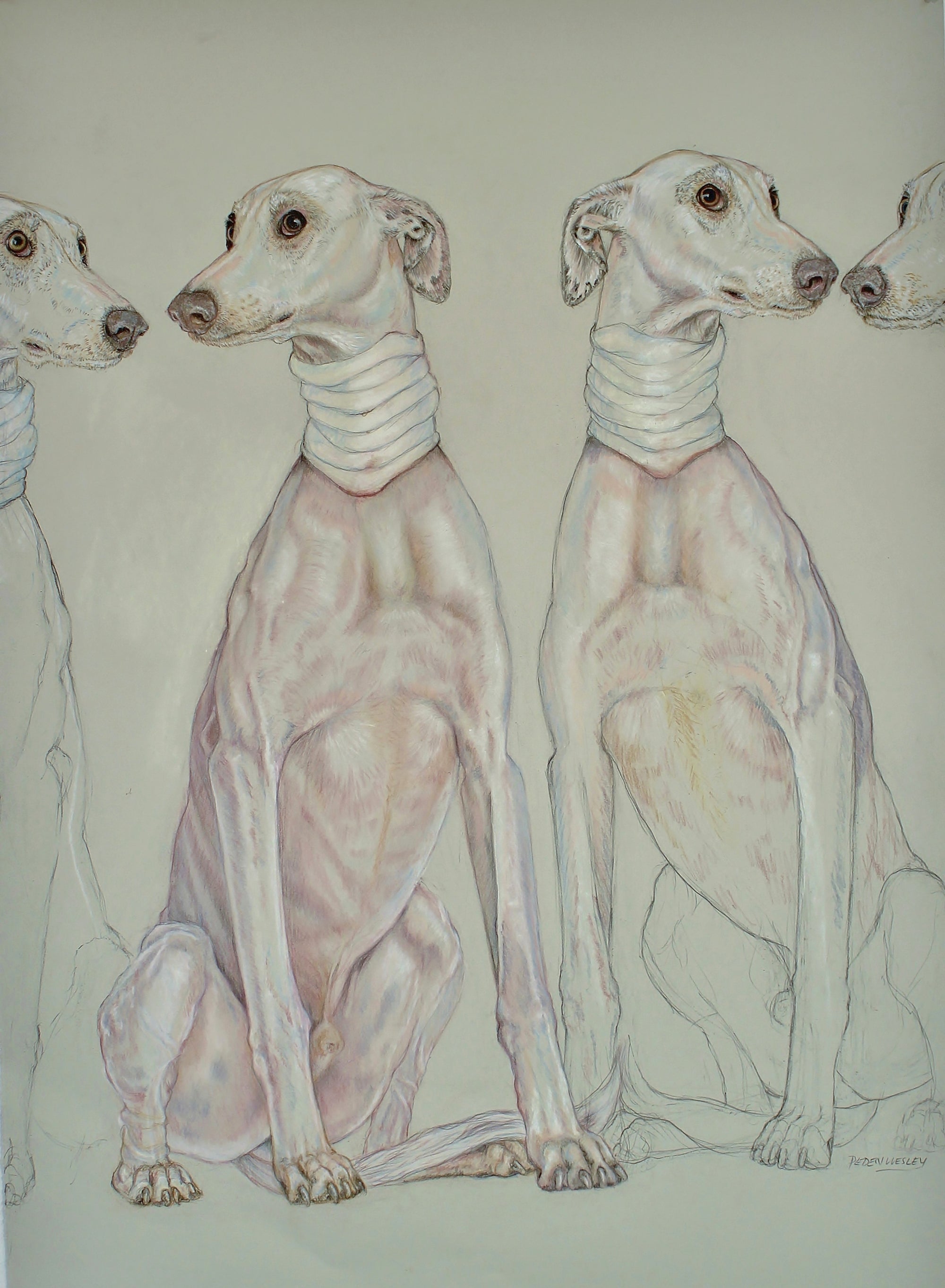 Spanish Greyhounds