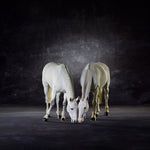 Symmetry I
