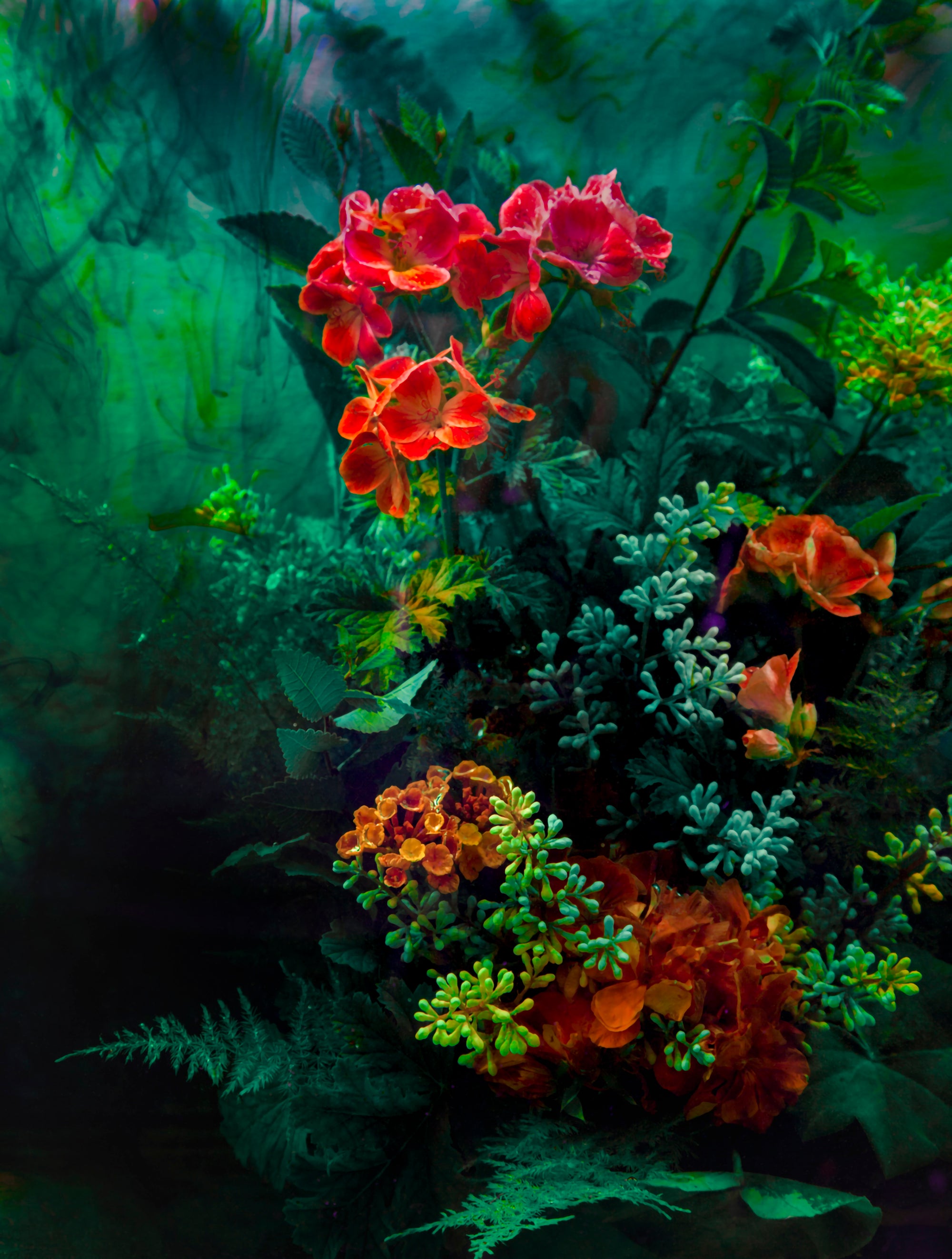 The Coral Sea