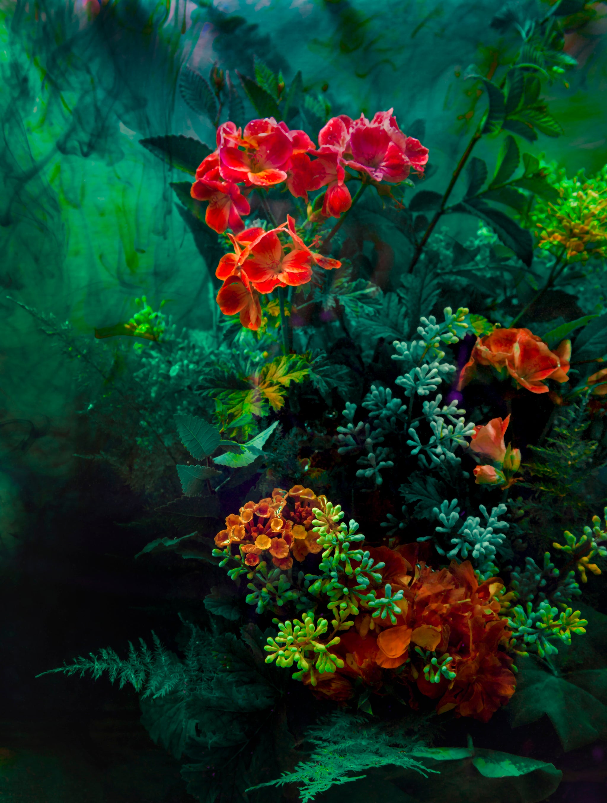 The Coral Sea