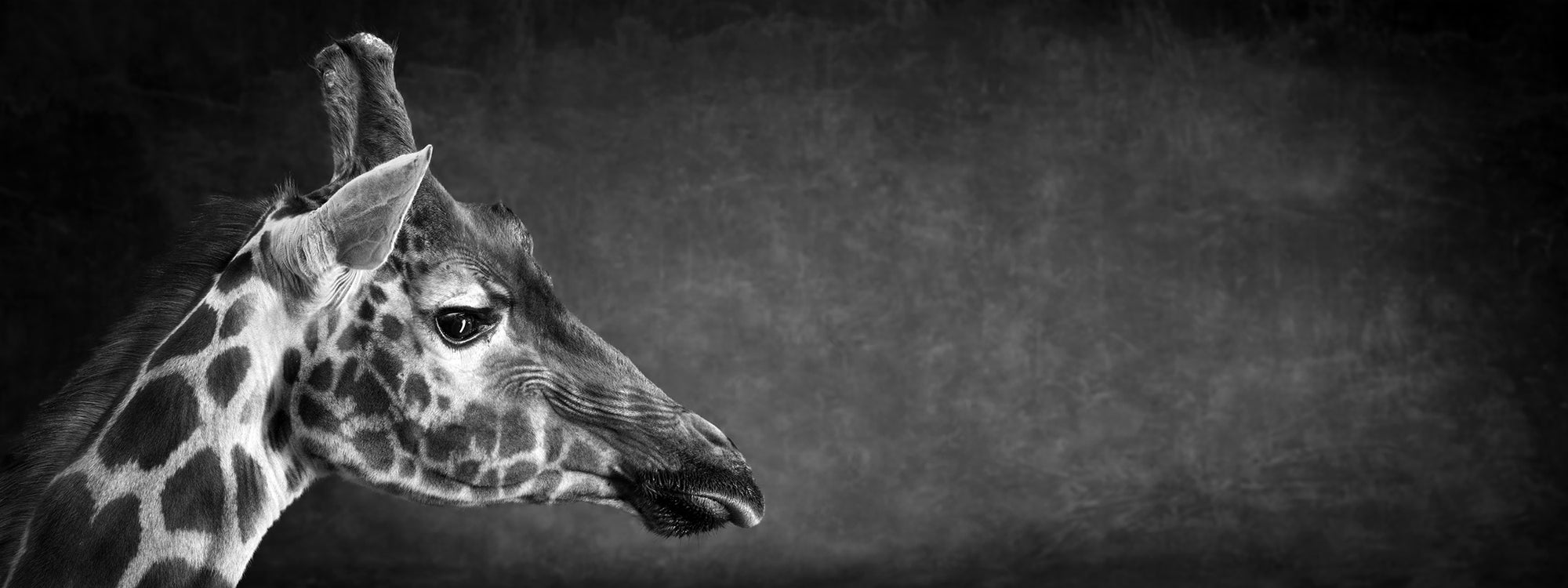 The Giraffe