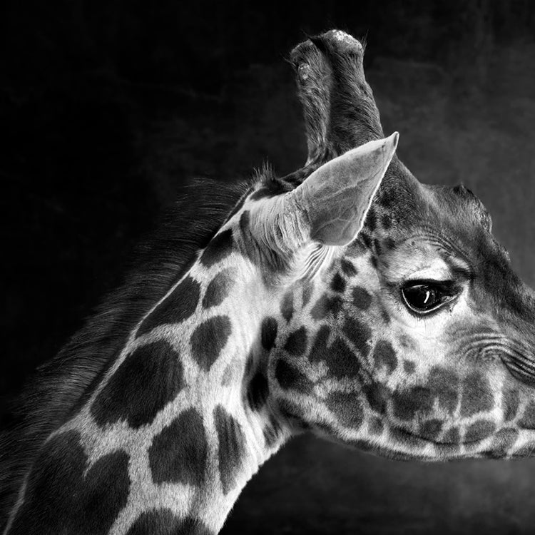 The Giraffe