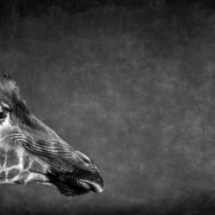 The Giraffe