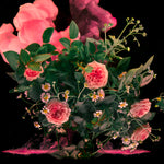 The Pink Bouquet