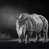 The White Rhino
