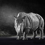 The White Rhino