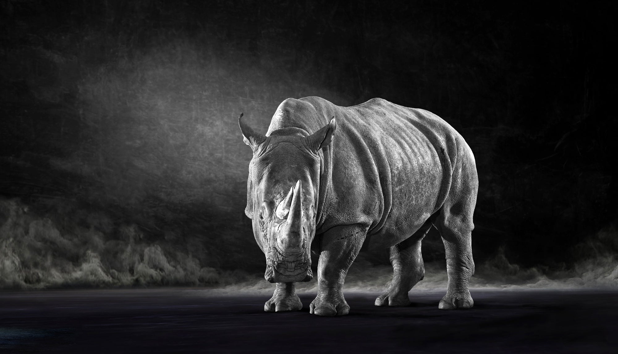 The White Rhino