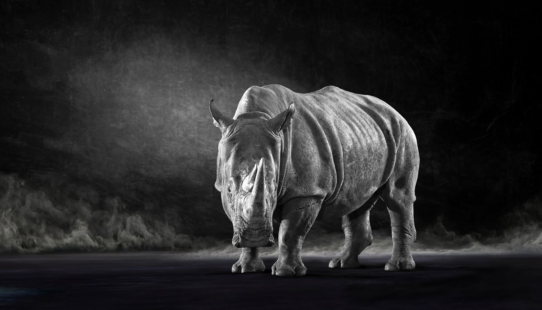 The White Rhino