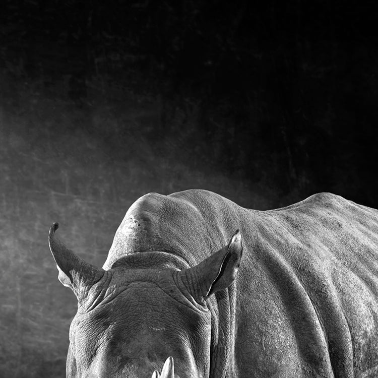 The White Rhino