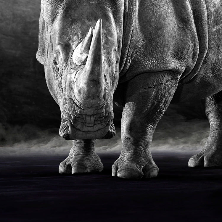 The White Rhino