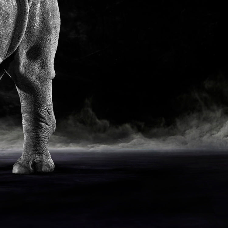The White Rhino