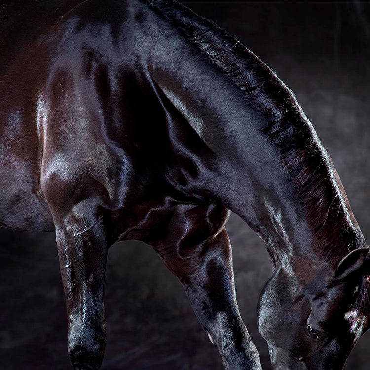 Uthopia The Bow