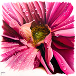 Pink Dahlia