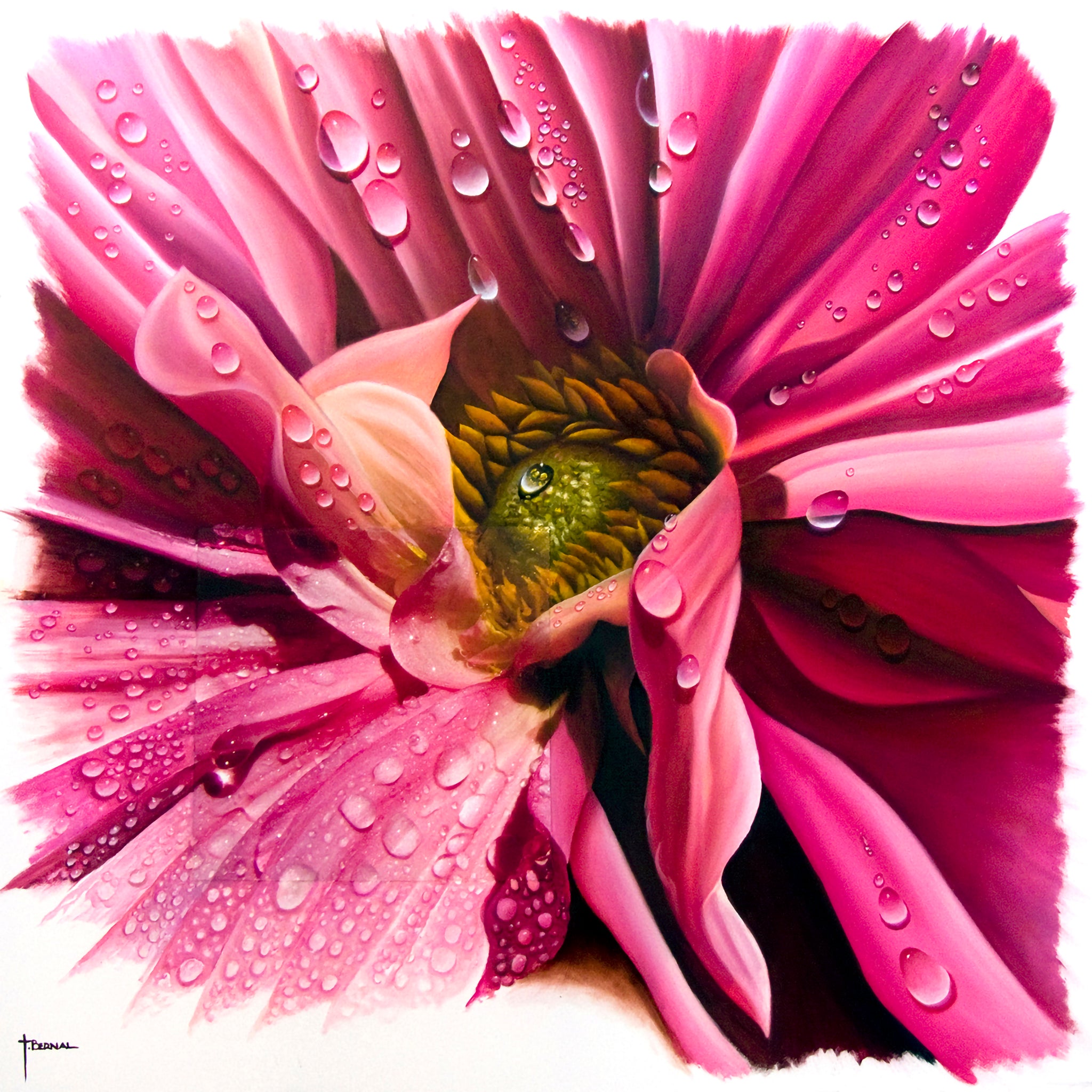 Pink Dahlia