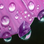 Purple Rain