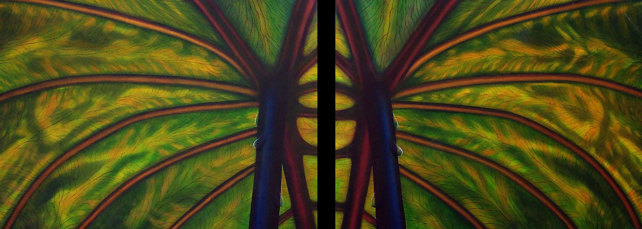 Butterfly Wings