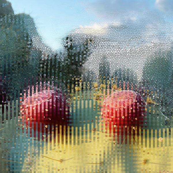 Prickly Pear Garden