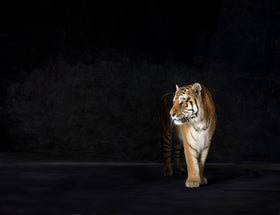 Amur