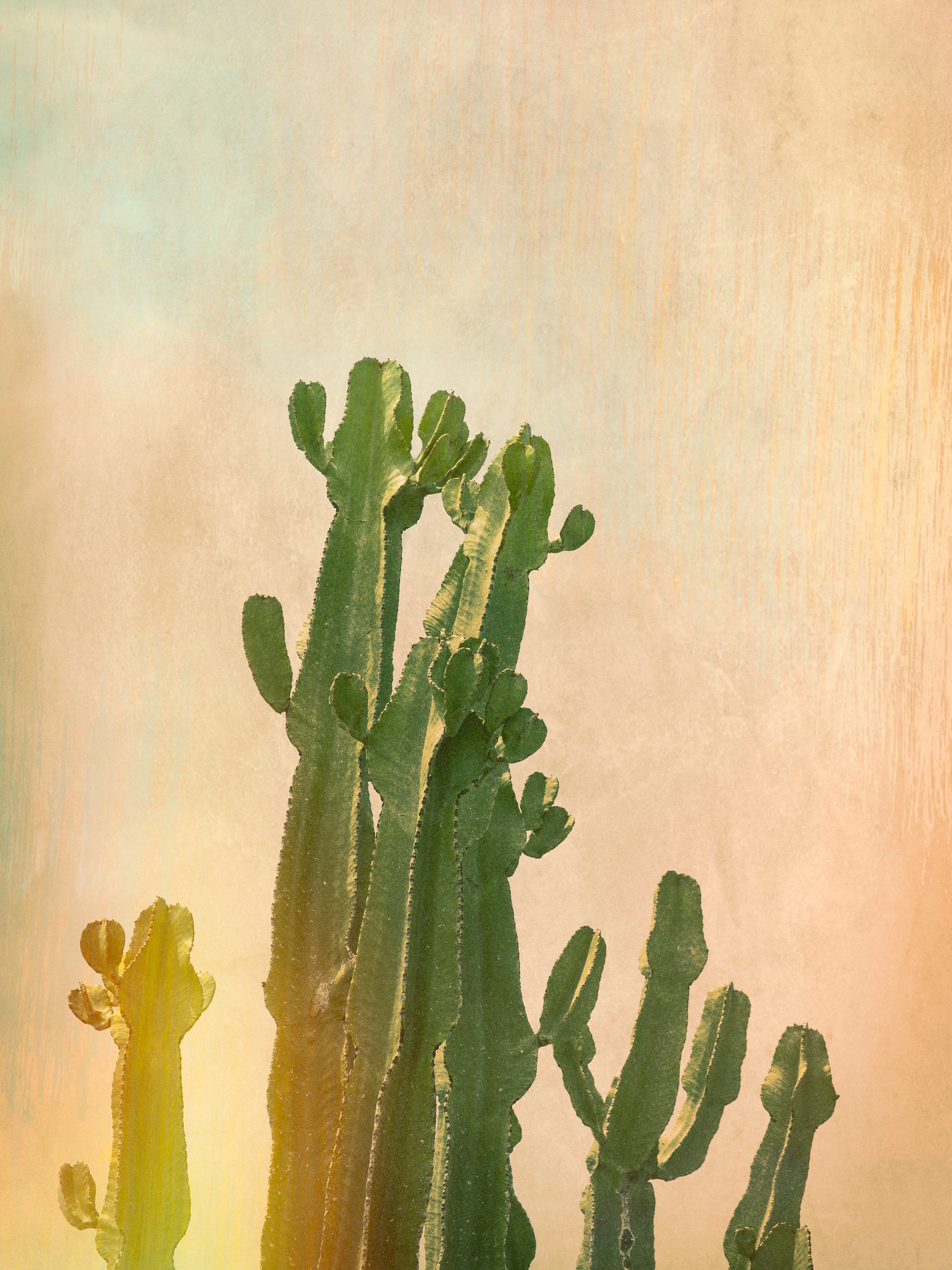 Cactus Glow
