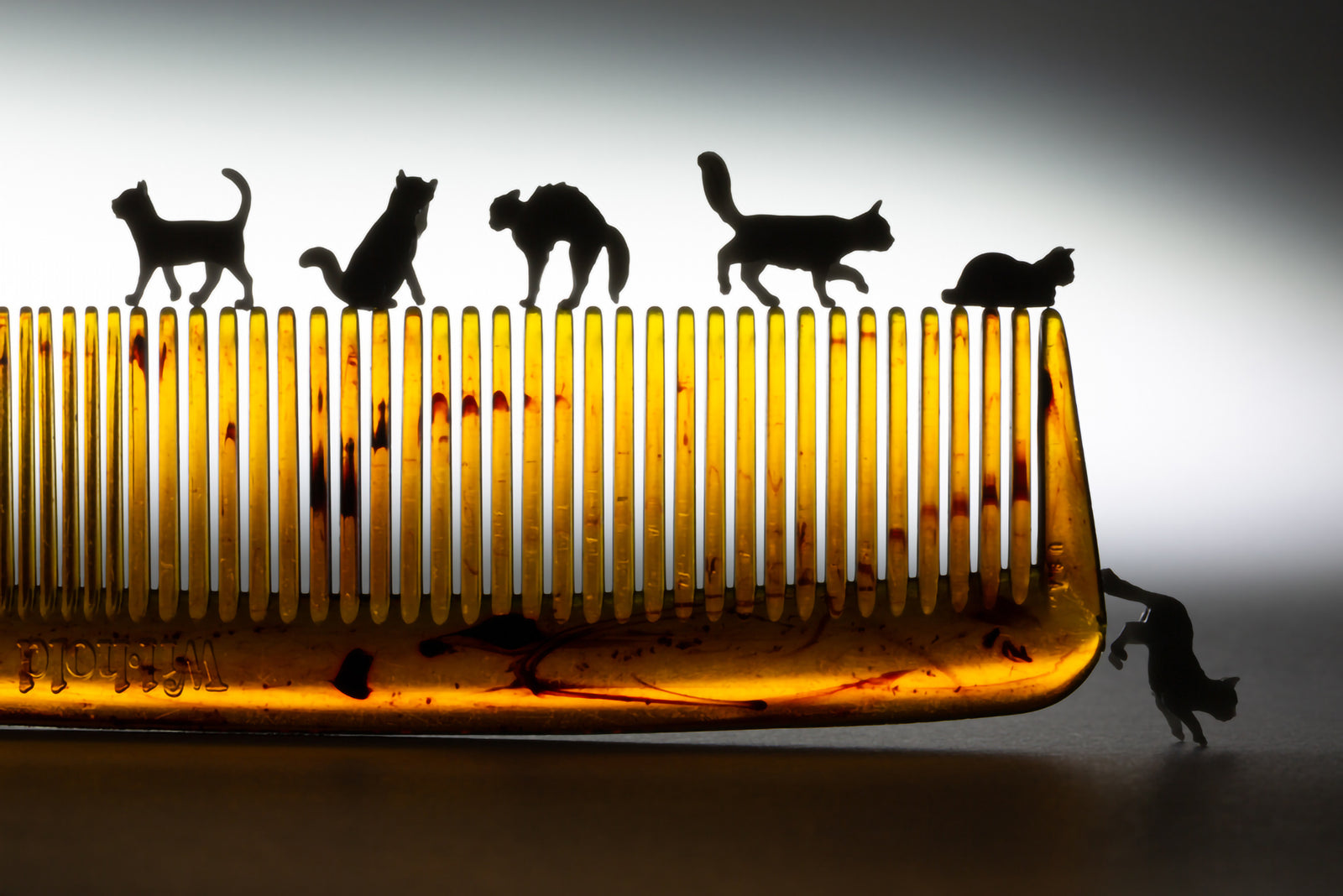 Cat-a-Comb