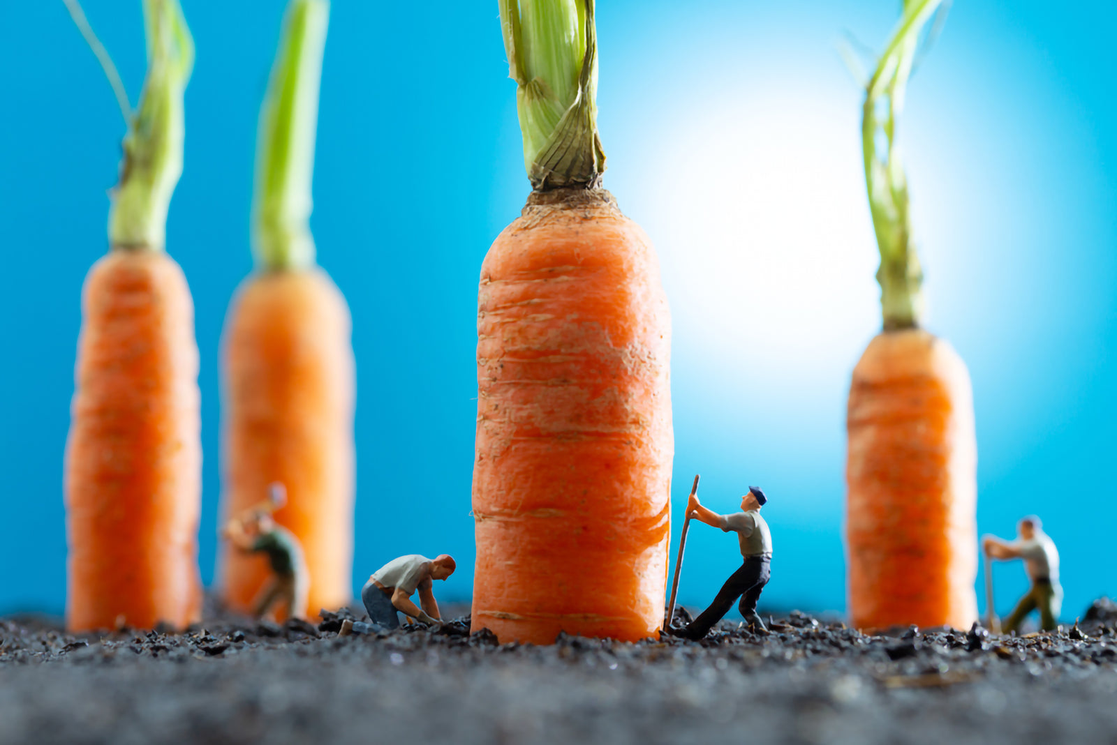 Collecting Carrots