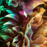 Metamorphosis II