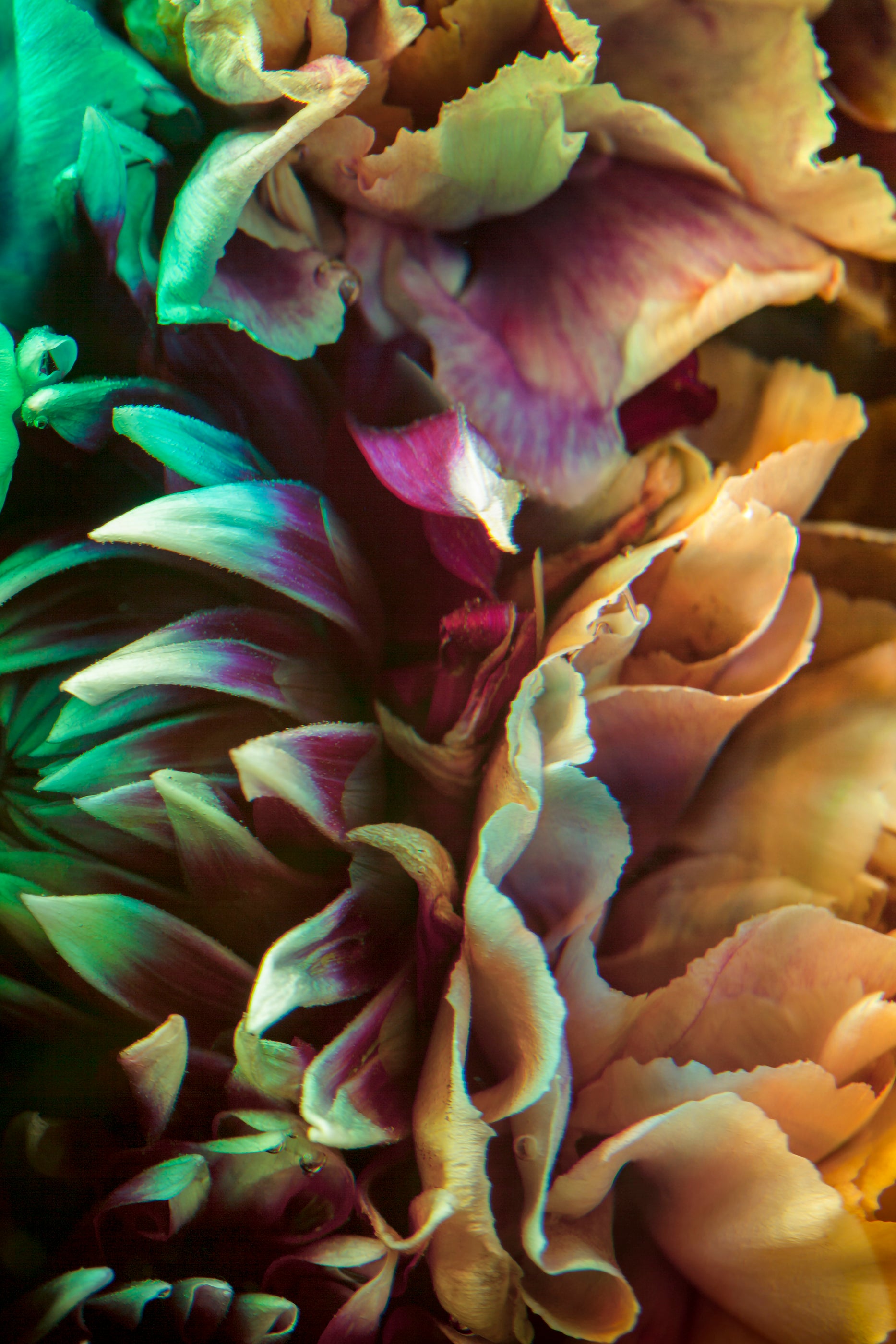 Metamorphosis II