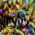 Metamorphosis I